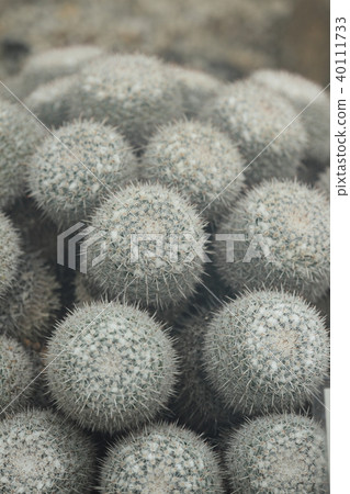 Mamilaria Redgingiana 40111733