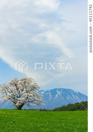 Koiwai農場一棵櫻桃樹 40111742