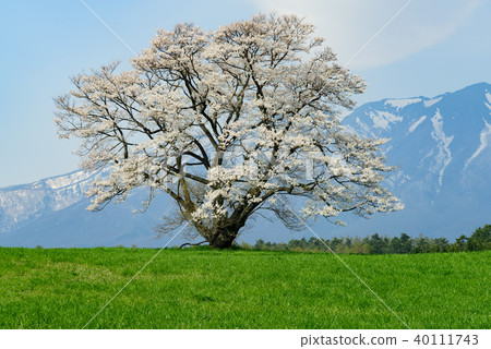 Koiwai農場一棵櫻桃樹 40111743