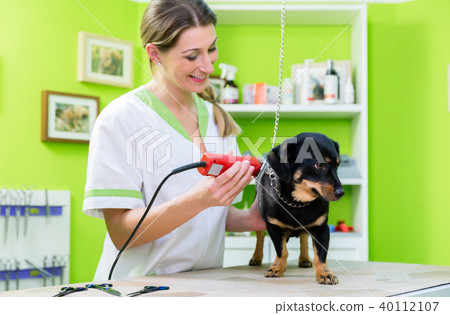 Woman is shearing dog in pet grooming parlor 40112107