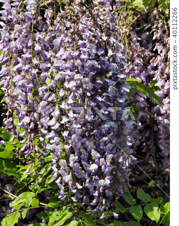 Satoyama wisteria flowers wisteria wisteria flowers 40112266