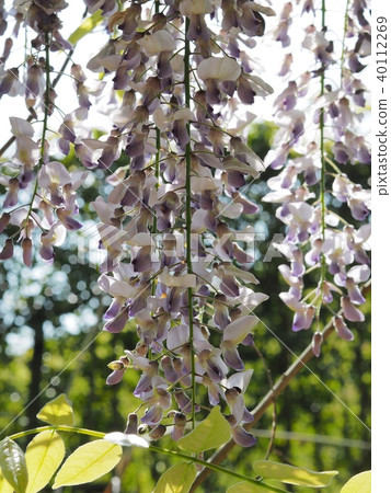Satoyama wisteria flowers wisteria wisteria flowers 40112269