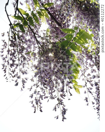 Satoyama wisteria flowers wisteria wisteria flowers 40112272