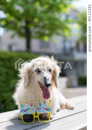 老狗達克斯獵犬 老狗達克斯獵犬 40112381