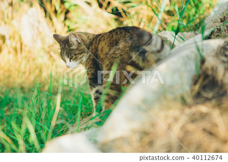 striped cat sitting in the grass in the meadow on a white stone background. Portrait of a cat striped cat sitting in the grass in the meadow on a white stone background. Portrait of a cat 40112674