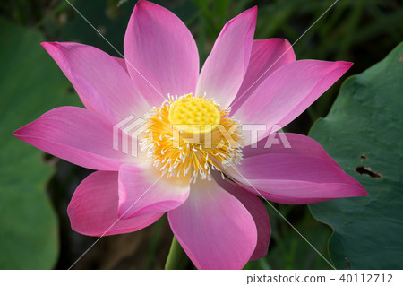 Pink lotus flower Pink lotus flower 40112712