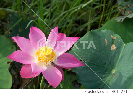 Pink lotus flower  40112713
