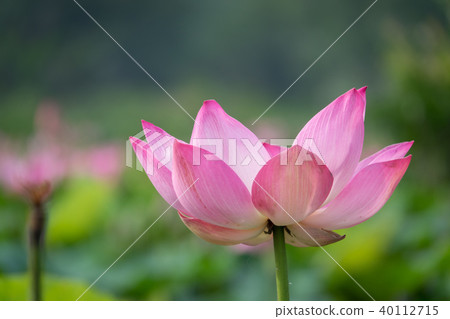 Pink lotus flower Pink lotus flower 40112715