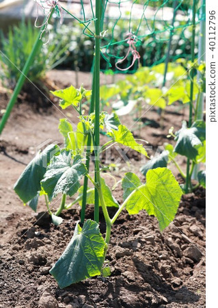 Growth of cucumber seedlings 40112796