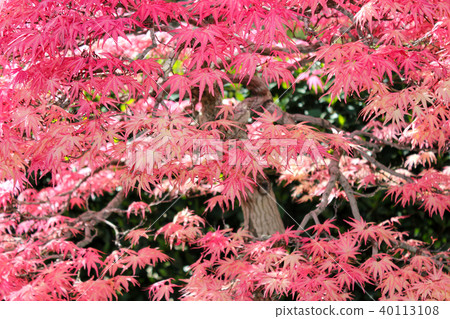 japanese maple leaves 40113108