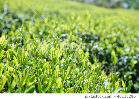 茶園新的葉子早晨圖像 40113290