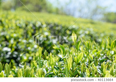Ocha tea plantation new leaves day image 40113664