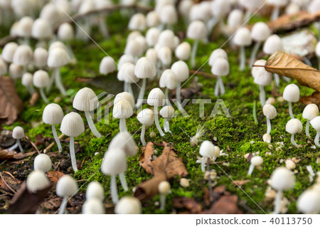 Inusengbontake (September) Inusengbontake (September) 40113750