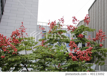 台灣欒樹台灣特有原生種 40113892