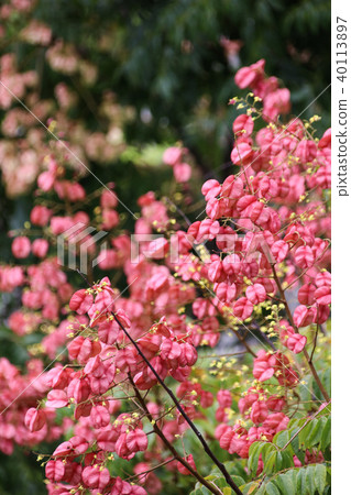 台灣欒樹台灣特有原生種 40113897