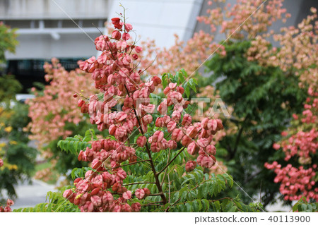 台灣欒樹台灣特有原生種 40113900