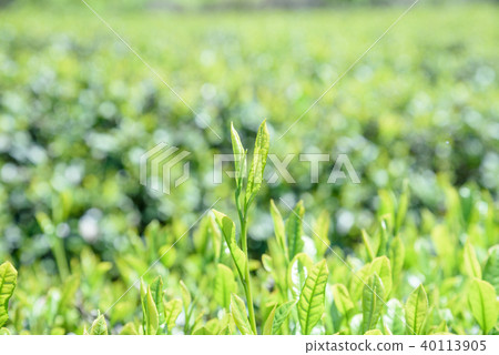 Ocha Tea Field Shinba第一核心Futaba早晨圖像 Ocha Tea Field Shinba第一核心Futaba早晨圖像 40113905
