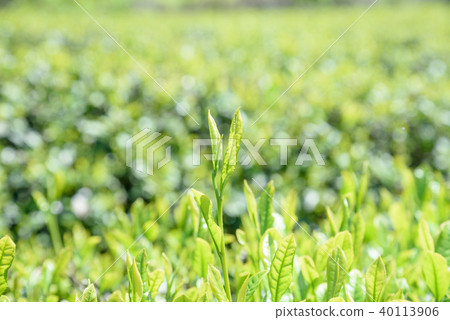 Ocha Tea Field Shinba One-Core Two-leaf Day Image 40113906