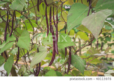 Red yard long bean plantation on field agricuture. Red yard long bean plantation on field agricuture. 40113978
