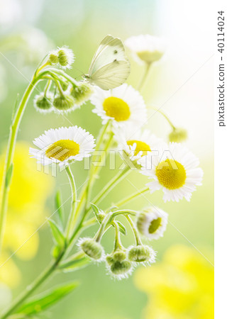 Wild daisies and white batterfly close-up 40114024