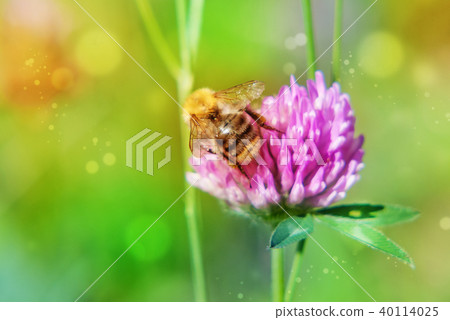 Pink clover and bumblebee 40114025