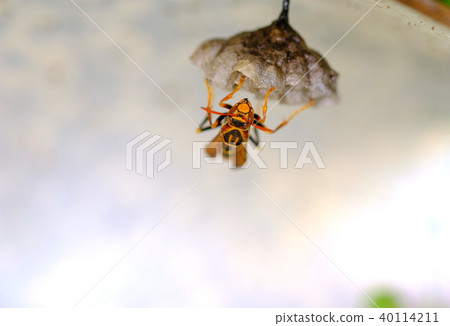 Stature bees 40114211