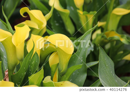 彩色海芋馬蹄蓮 40114276
