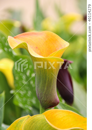 彩色海芋馬蹄蓮 40114279