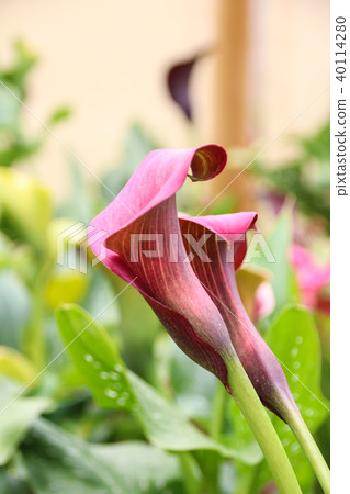 Color sea otter calla Color sea otter calla 40114280