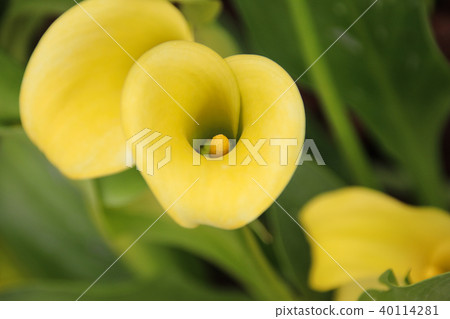 Color sea otter calla Color sea otter calla 40114281