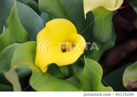 彩色海芋馬蹄蓮 彩色海芋馬蹄蓮 40114284