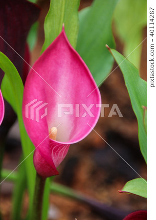 Color sea otter calla 40114287