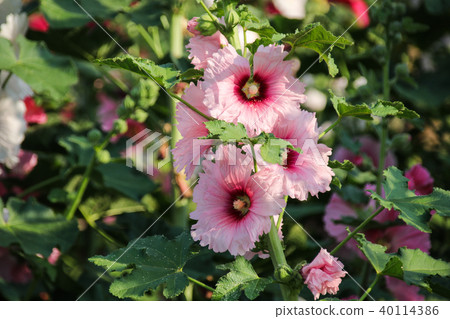 蜀葵花季在台灣彰化 蜀葵花季在台灣彰化 40114386