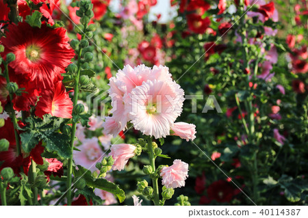 蜀葵花季在台灣彰化 蜀葵花季在台灣彰化 40114387