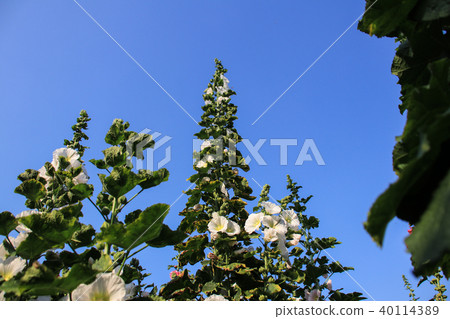 蜀葵花季在台灣彰化 蜀葵花季在台灣彰化 40114389