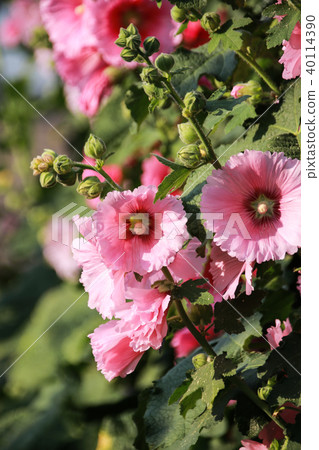 蜀葵花季在台灣彰化 蜀葵花季在台灣彰化 40114390