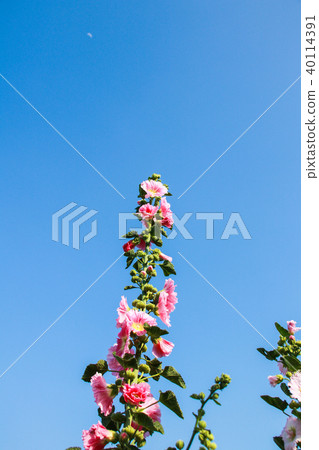 Hollyhock flower season in Changhua, Taiwan Hollyhock flower season in Changhua, Taiwan 40114391