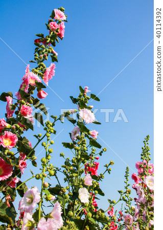 蜀葵花季在台灣彰化 40114392