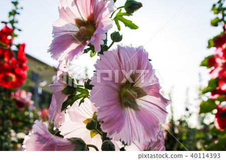 蜀葵花季在台灣彰化 蜀葵花季在台灣彰化 40114393