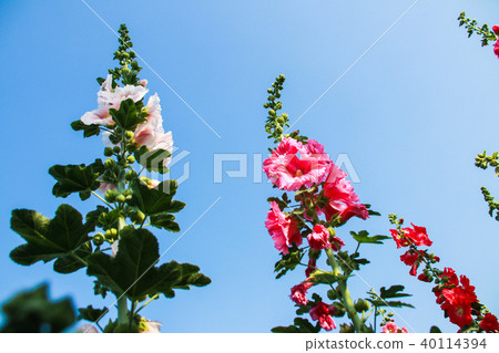 Hollyhock flower season in Changhua, Taiwan 40114394