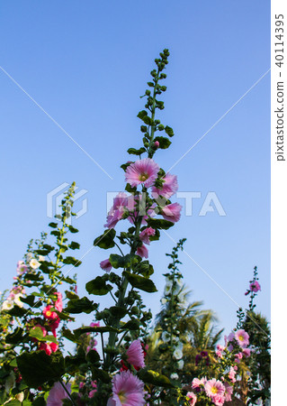 蜀葵花季在台灣彰化 40114395