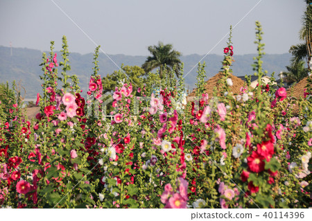 蜀葵花季在台灣彰化 蜀葵花季在台灣彰化 40114396