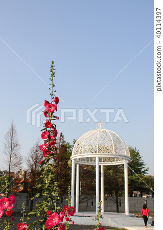 蜀葵花季在台灣彰化 40114397