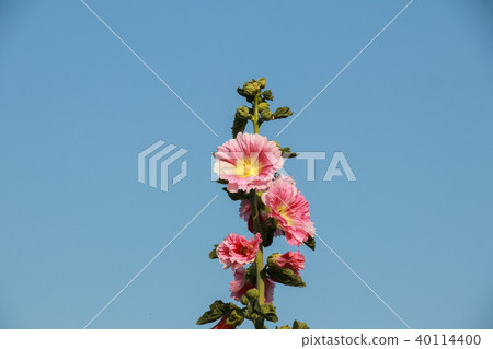 蜀葵花季在台灣彰化 蜀葵花季在台灣彰化 40114400
