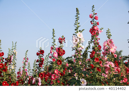 蜀葵花季在台灣彰化 40114402