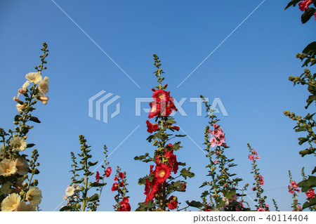 蜀葵花季在台灣彰化 40114404