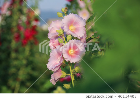 蜀葵花季在台灣彰化 蜀葵花季在台灣彰化 40114405