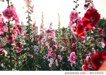 蜀葵花季在台灣彰化 蜀葵花季在台灣彰化 40114410