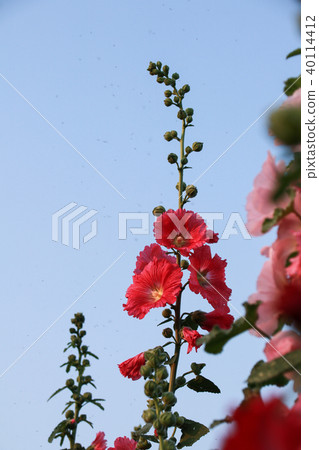 蜀葵花季在台灣彰化 蜀葵花季在台灣彰化 40114412