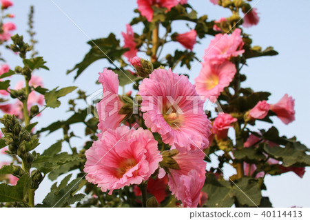 蜀葵花季在台灣彰化 蜀葵花季在台灣彰化 40114413